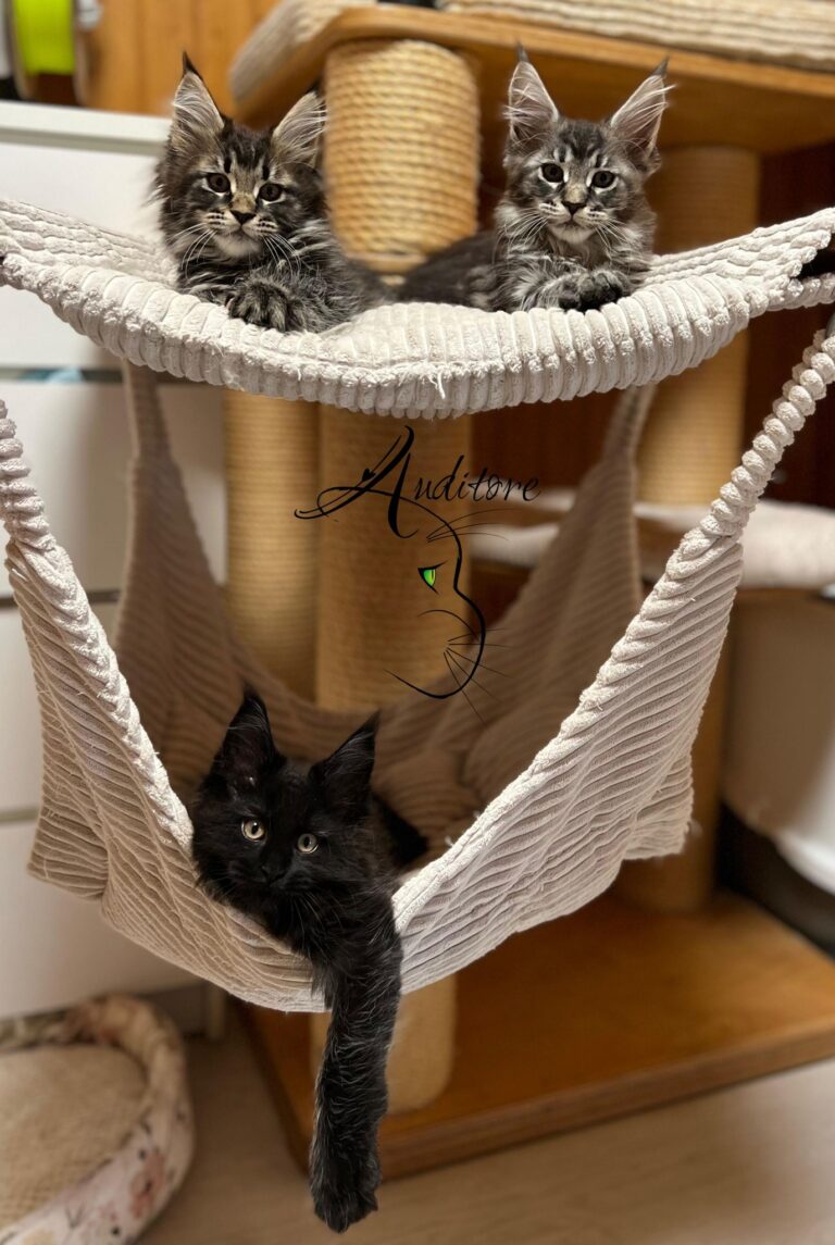 Trzy kotki Maine Coon w legowisku – Miot F: Flora, Figa, Frania