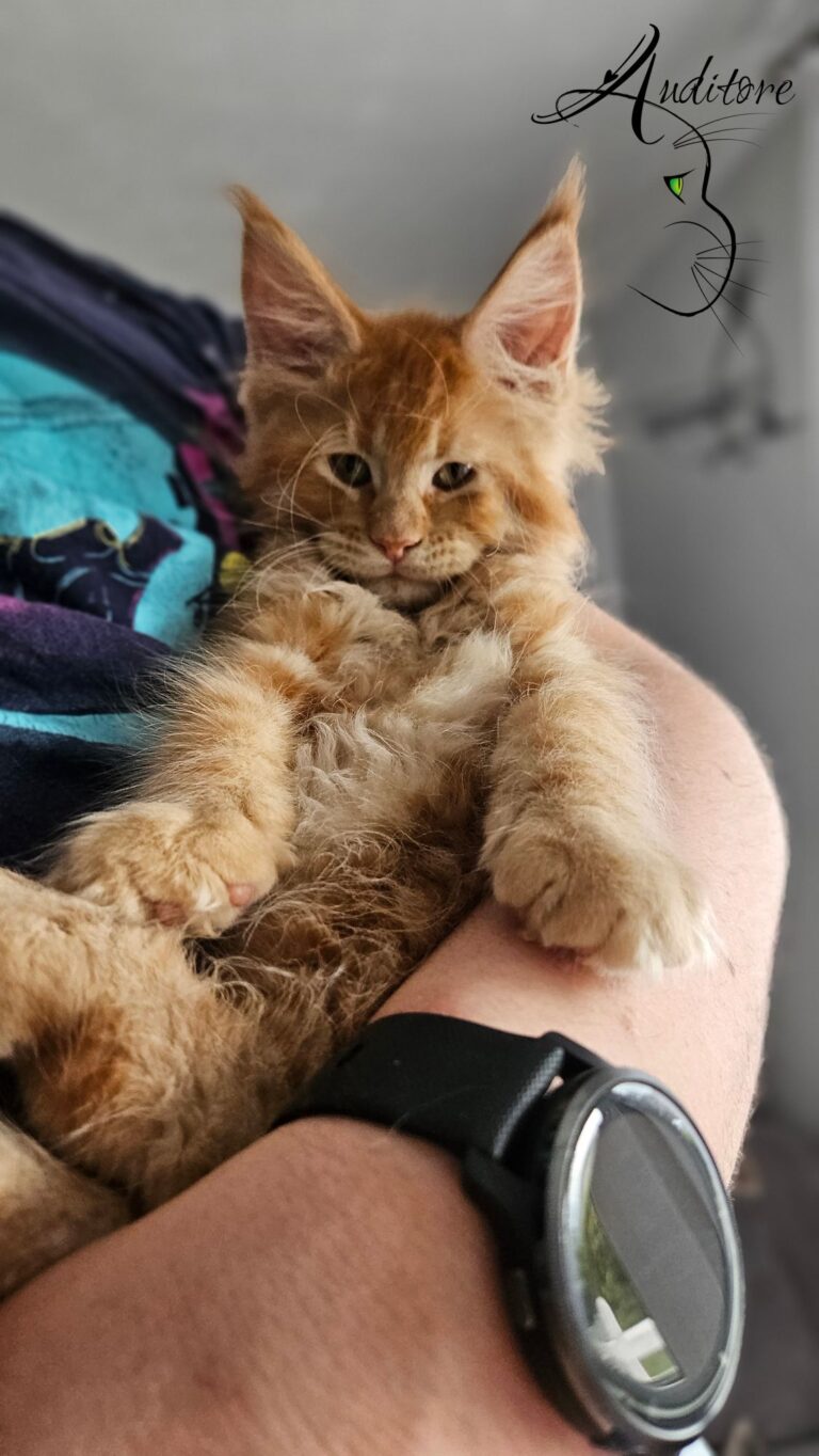 Garfield Auditore*PL – rudy kocurek Maine Coon odpoczywający na plecach z łapkami w górze, w pełni zrelaksowany