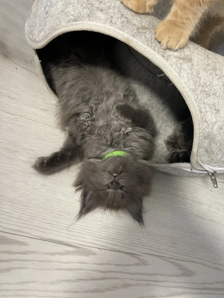 Kotka Maine Coon Gini Auditore śpiąca w zabawnej pozycji na plecach z głową wystającą z legowiska
