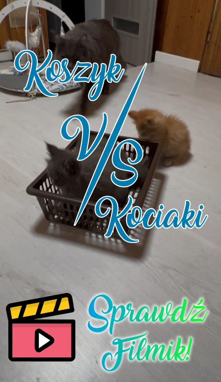 Kocięta z Miotu G bawiące się w koszyku zamiast w zabawce. Miniatura filmu z napisem Koszyk vs Kociaki – Sprawdź filmik!