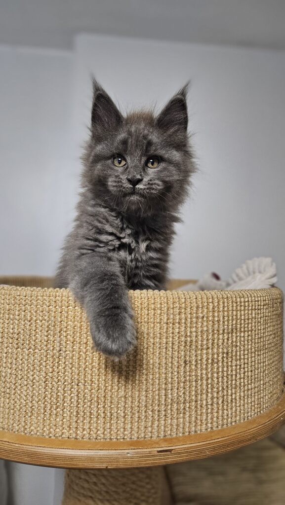 Kotka Maine Coon Gaja Auditore*PL w pozie do zdjęcia – elegancka i spokojna.