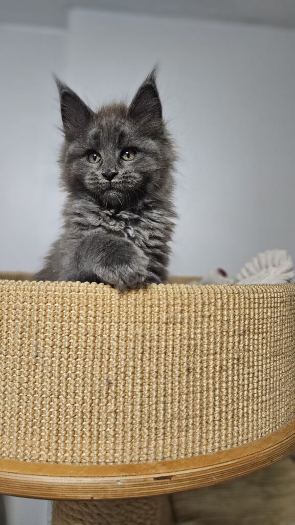 Gaja AuditorePL – rudowłosa kotka Maine Coon relaksuje się w promieniach słońca