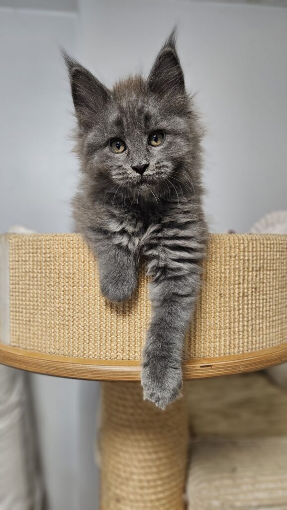 Zbliżenie na twarz Gai Auditore*PL – Maine Coon w kolorze niebieski dymny.