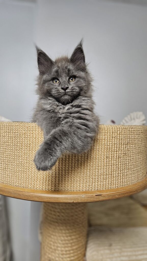 Kotka Maine Coon Gaja Auditore*PL siedząca na szarym tle – niebieskie dymne umaszczenie.