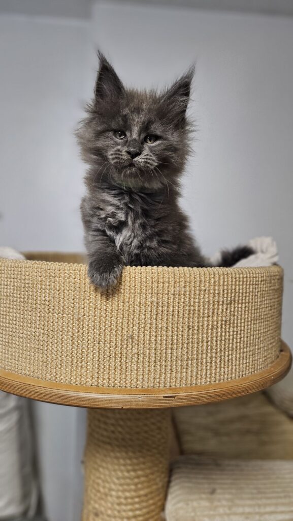 Gini Auditore Gini AuditorePL – kotka Maine Coon pozuje dumnie w domowym wnętrzu