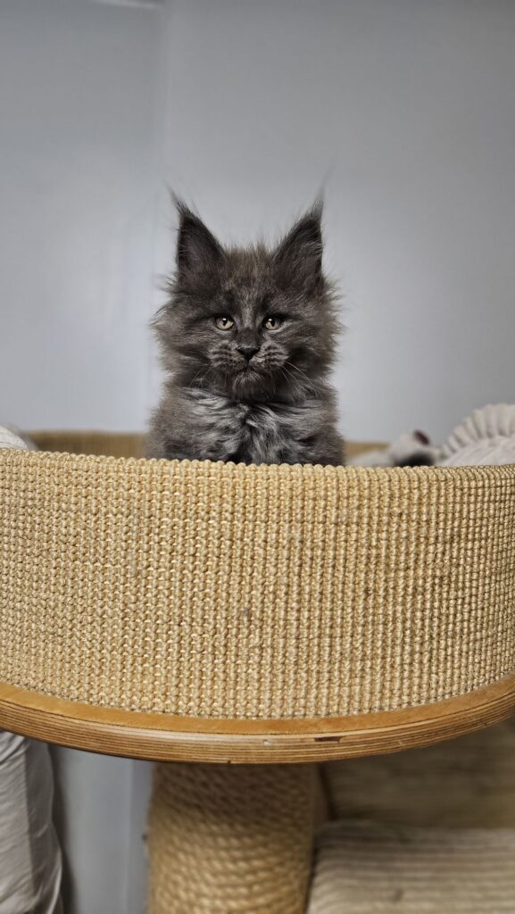 Gini Auditore Gini AuditorePL – młoda kotka Maine Coon podczas zabawy z zabawką