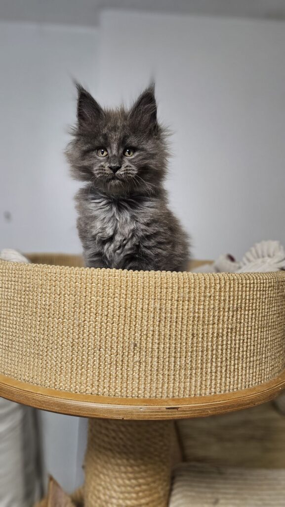 Gini Auditore Gini AuditorePL – portret kotki Maine Coon z intensywnym spojrzeniem