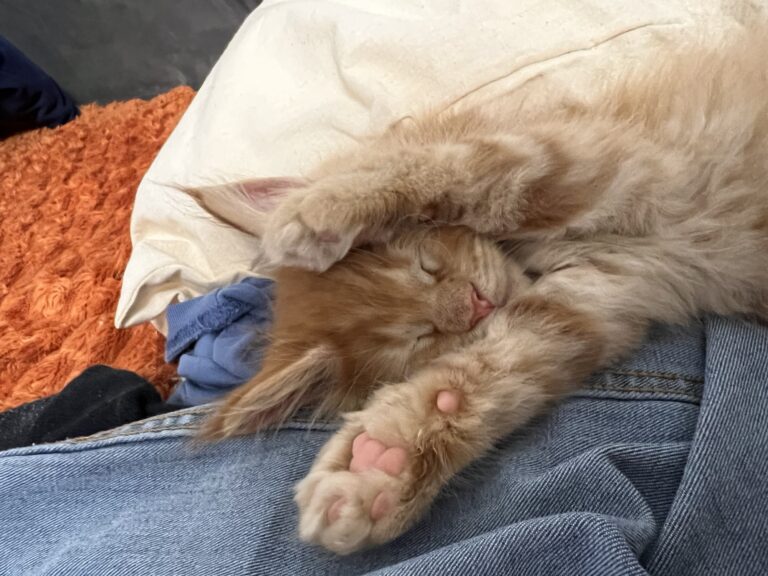 Rudy kociak Maine Coon Garfield Auditore śpiący na jeansach w rozciągniętej, uroczej pozie