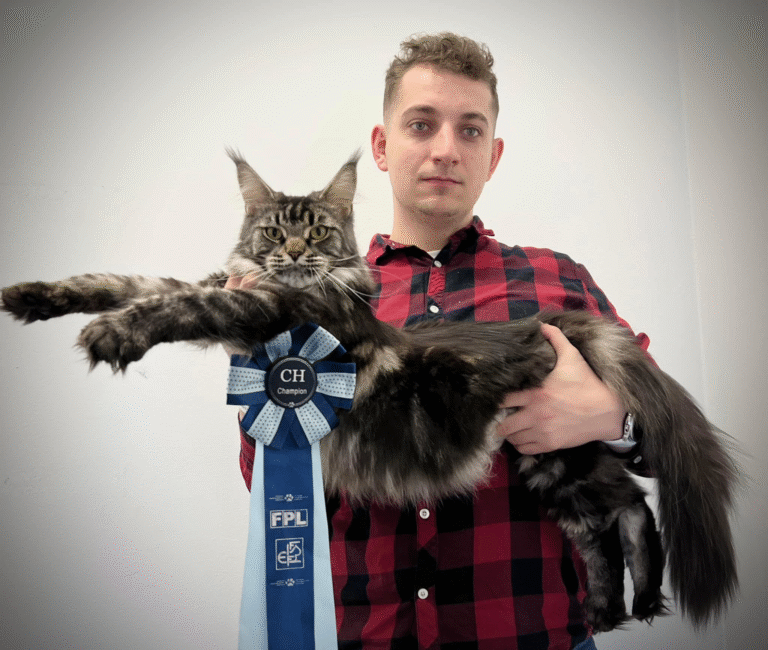 Doris Day Silverbastis na XXXIII i XXXIV Międzynarodowej Wystawie Kotów w EC1 Łódź – zdobywczyni tytułu Championa FPL