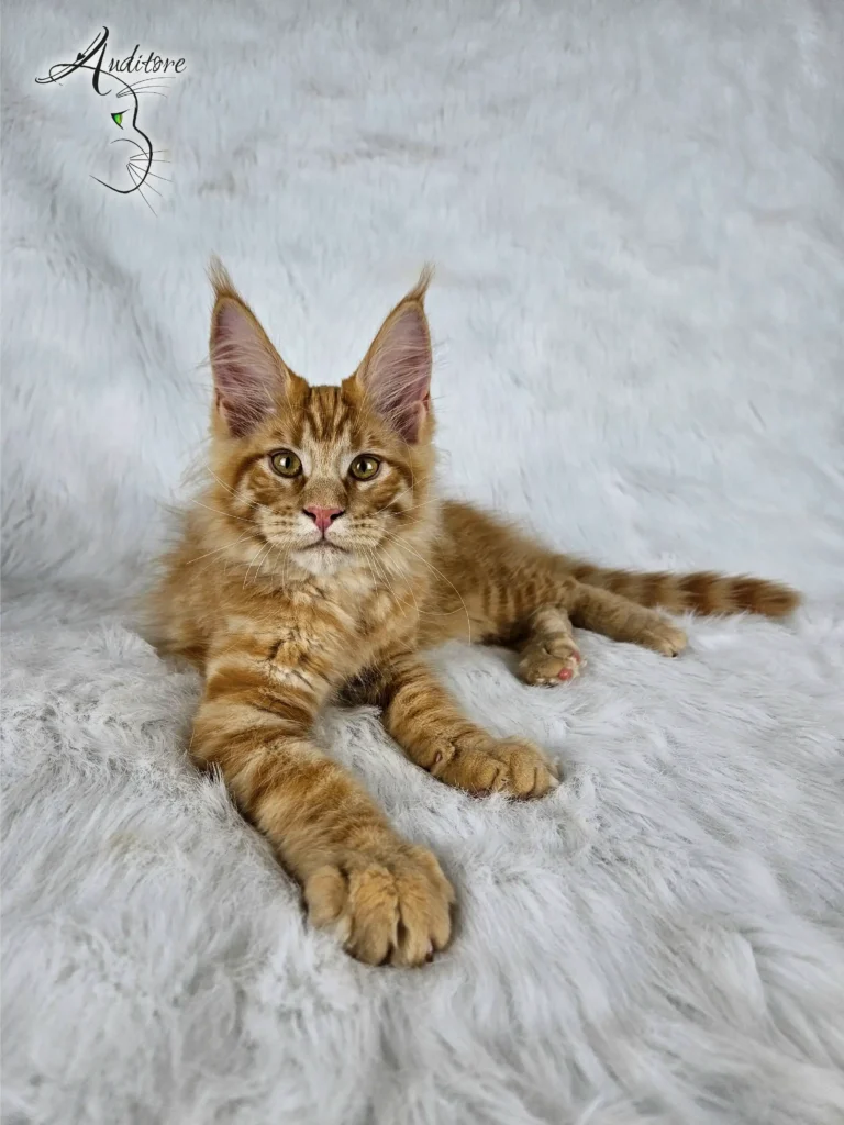 Garfield Auditore2