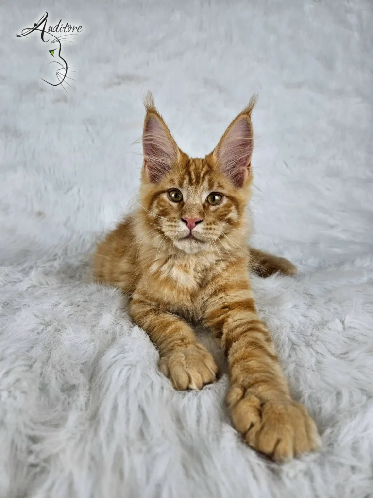 Garfield Auditore3