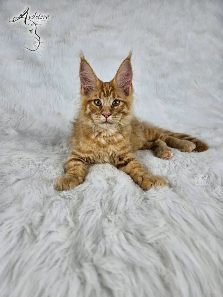 Garfield Auditore6