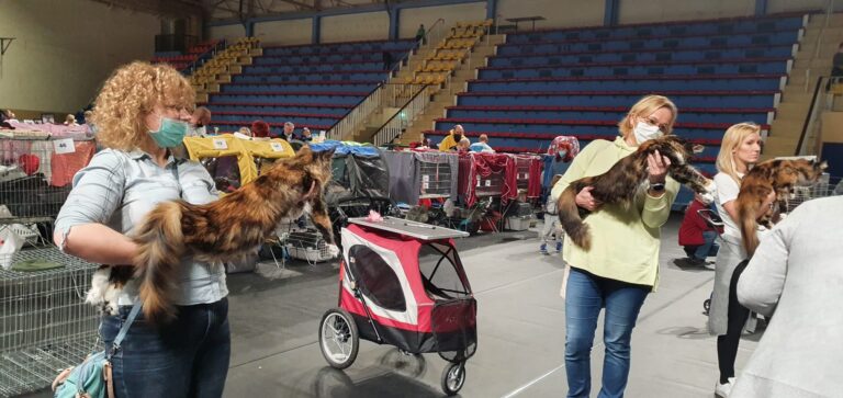 Pierwsza wystawa Upendi Silverbastis – Ex 1 i CAC zdobyte we Wrocławiu! Sprawdź, jak poradziła sobie nasza kotka Maine Coon.
