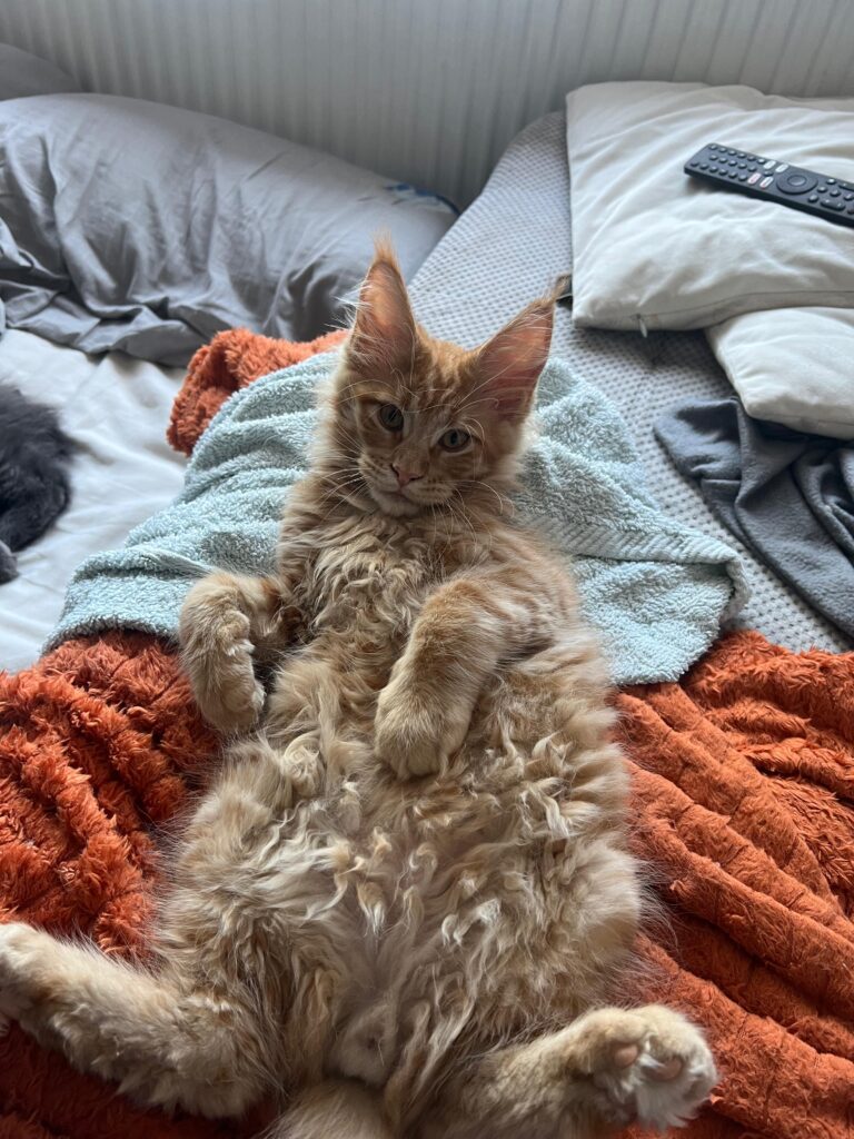 Rudy kociak młody rasy Maine Coon leżący na plecach na miękkim pomarańczowym kocu i turkusowym ręczniku, rozciągnięty na łóżku z pościelą i poduszkami; w tle widoczny pilot do telewizora.