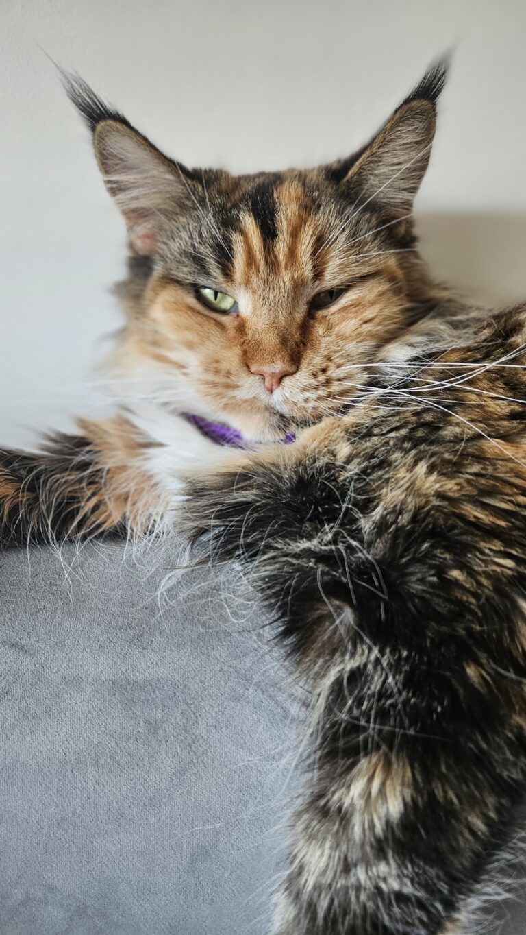 Upendi Silverbastis – kotka rasy Maine Coon w kolorze szylkret klasyczny pręgowany (MCO f 22), leżąca na sofie, z charakterystycznym spojrzeniem i bujną kryzą.