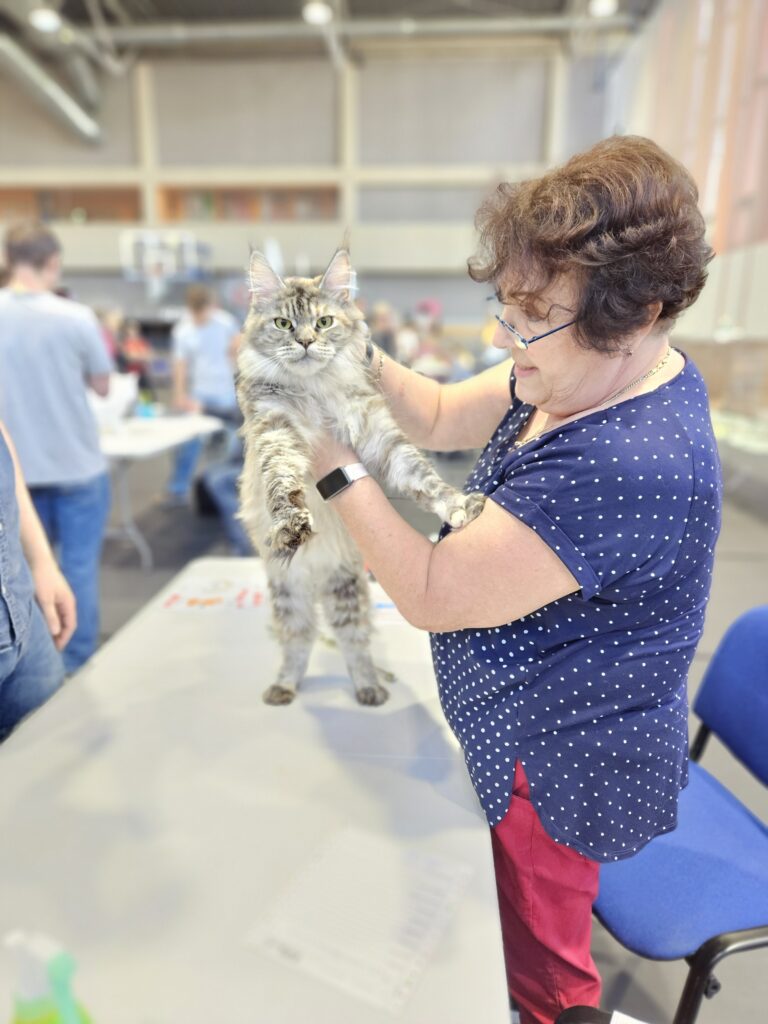 Hope Silverbastis oceniana przez sędzinę na wystawie w Białymstoku – majestatyczna kotka Maine Coon prezentuje swoją elegancję.