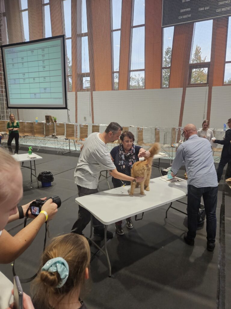 alvin Silverbastis i Maverick Silverbastis podczas prezentacji w Panelu Best In Show na wystawie kotów rasowych w Białymstoku – chwila napięcia przed werdyktem.