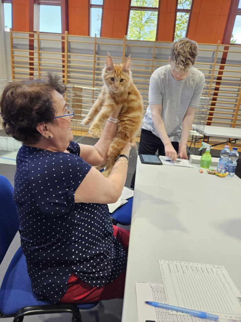 Maverick Silverbastis – najmłodszy z trójki, podczas oceny na wystawie. Zainteresowanie i ciekawość malują się na jego pyszczku.