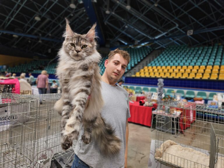 Młody mężczyzna w szarej koszulce trzymający dużego kota rasy Maine Coon o srebrzysto-pręgowanej sierści podczas Wystawy Kotów Rasowych w hali Orbita we Wrocławiu; kot wyciągnięty w geście prezentacji, z klatkami wystawowymi i trybunami w tle.