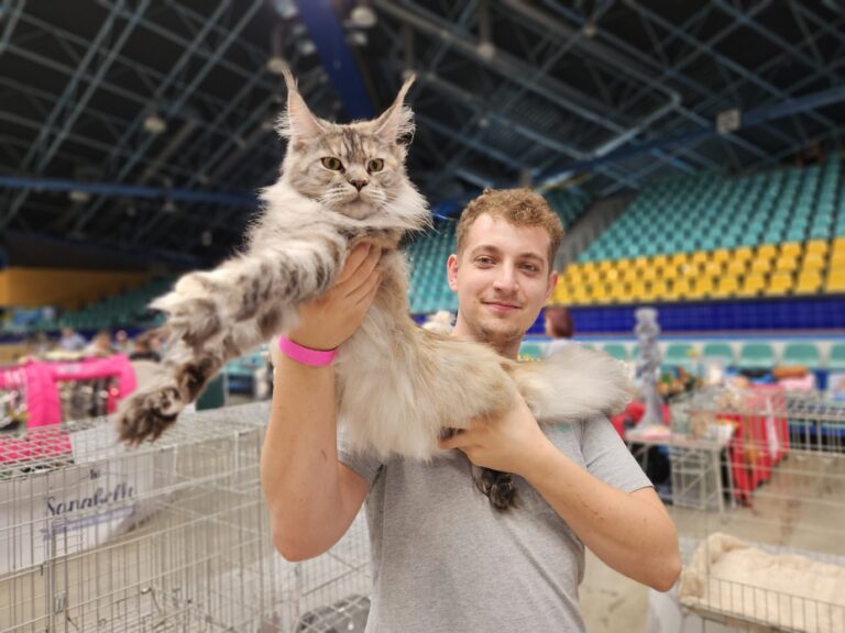 Młody mężczyzna w szarej koszulce trzymający dużego kota rasy Maine Coon o srebrzysto-pręgowanej sierści podczas Wystawy Kotów Rasowych w hali Orbita we Wrocławiu; kot wyciągnięty w geście prezentacji, z klatkami wystawowymi i trybunami w tle.