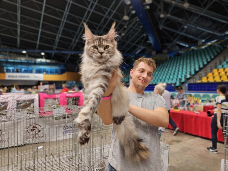 Młody mężczyzna w szarej koszulce trzymający dużego kota rasy Maine Coon o srebrzysto-pręgowanej sierści podczas Wystawy Kotów Rasowych w hali Orbita we Wrocławiu; kot wyciągnięty w geście prezentacji, z klatkami wystawowymi i trybunami w tle.