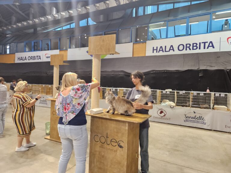 Ocena przez sędzie kota rasy Maine Coon na wystawie w hali Orbita we Wrocławiu; osoby prezentują kota na drewnianych podestach z drapakami, podczas oceny sedzia macha piórkami przed kotem.