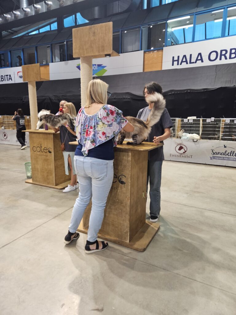 Ocena przez sędzine kotóa rasy Maine Coon na wystawie w hali Orbita we Wrocławiu; osoby prezentują kota na drewnianych podestach z drapakami, podczas oceny przez jure.