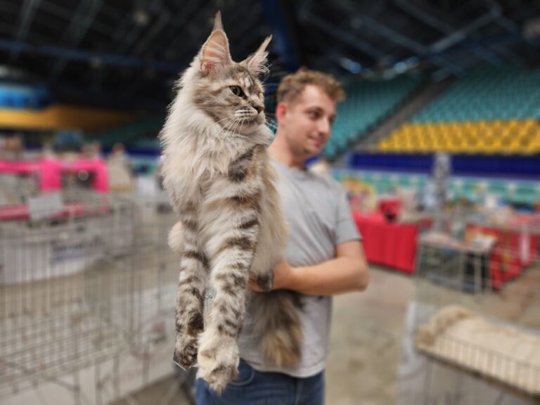 Młody mężczyzna w szarej koszulce trzymający dużego kota rasy Maine Coon o srebrzysto-pręgowanej sierści podczas Wystawy Kotów Rasowych w hali Orbita we Wrocławiu; kot wyciągnięty w geście prezentacji, z klatkami wystawowymi i trybunami w tle.