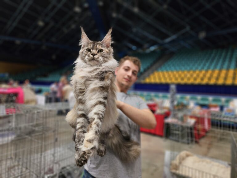 Młody mężczyzna w szarej koszulce trzymający dużego kota rasy Maine Coon o srebrzysto-pręgowanej sierści podczas Wystawy Kotów Rasowych w hali Orbita we Wrocławiu; kot wyciągnięty w geście prezentacji, z klatkami wystawowymi i trybunami w tle.