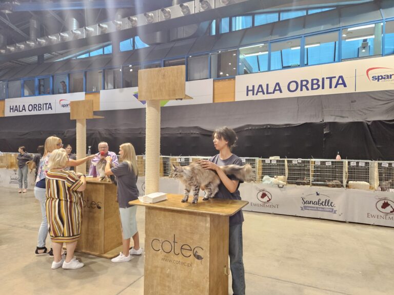 Panel Best in show Ocena przez sędzie kota rasy Maine Coon na wystawie w hali Orbita we Wrocławiu; prezentują kota na drewnianych podestach z drapakami, Hope Silverbastis a za tymi drapakami klatki z oczekujacymi kotami na ocene.
