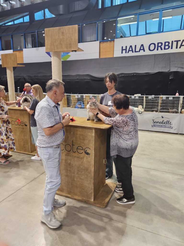 Sędziowie oceniają kota rasy Maine Coon ustawionego na drewnianym podeście podczas wystawy w hali Orbita we Wrocławiu; kobieta w okularach delikatnie trzyma kota, a mężczyzna też sędzia w koszuli z wzorem obserwuje przebieg oceny