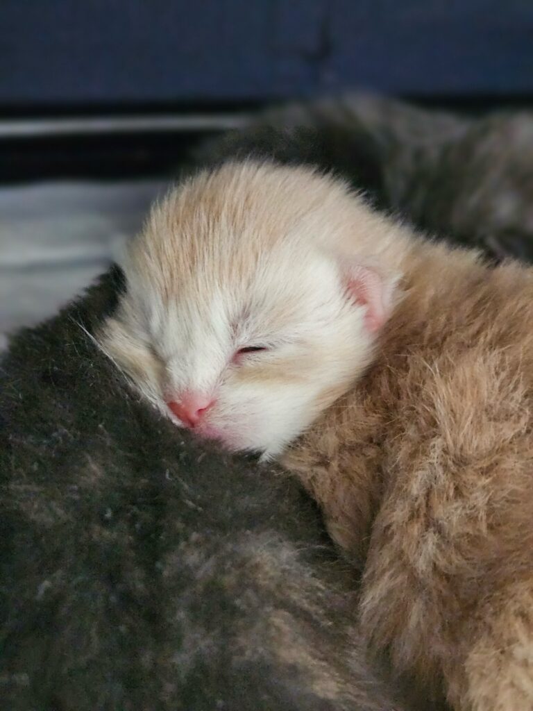 Nowonarodzone rude kocię Maine Coon z hodowli Auditore*PL – miot czerwiec 2025, zbliżenie