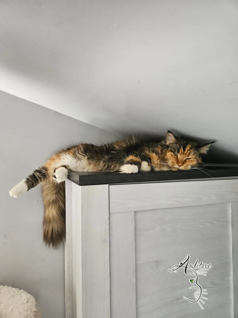 Kotka rasy Maine Coon, Upendi Silverbastis z hodowli Auditore*PL, wygodnie odpoczywa na szafie, wtulona pod skosem sufitu.