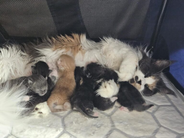 Mama Maine Coon z nowonarodzonymi kociętami w hodowli Auditore*PL – miot czerwiec 2025, różnorodne umaszczenia