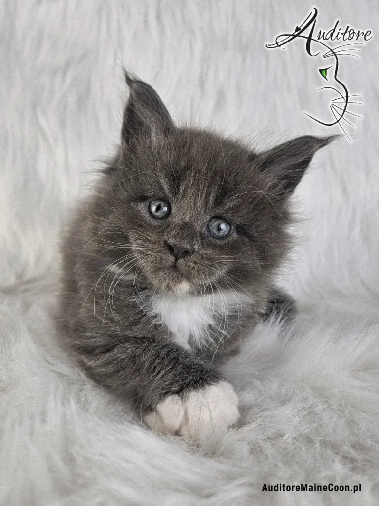 Maine Coon kitten from Auditore*PL cattery in Poland