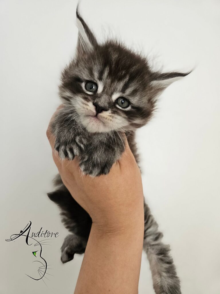Pręgowanie mackerel tabby NS 23 u Maine Coon – Jaskier Auditore*PL