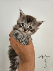 Juni Auditore Juni Auditore