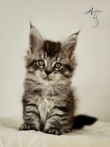 jaskier-auditore-ns23-profil-1 Jaskier Auditore*PL Maine Coon NS 23 – profil i kształt pyszczka