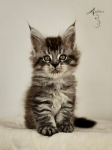 jaskier-auditore-maine-coon-ns23-portret-1 Jaskier Auditore*PL, kociak Maine Coon NS 23 – portret z przodu