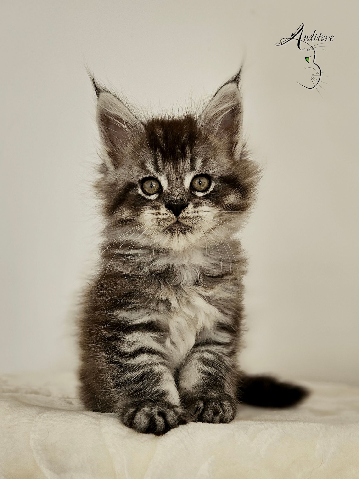 Jaskier Auditore*PL, kociak Maine Coon NS 23 – portret z przodu