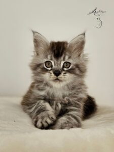 juni-auditore-mco-ns22-wzor-marmur-bok-1 Marmurkowy wzór classic tabby ns 22 u Maine Coon – Juni Auditore*PL