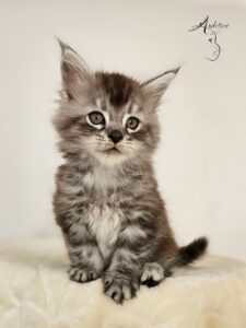 juni-auditore-mco-ns22-profil-1 Juni Auditore*PL Maine Coon MCO ns 22 – profil pyszczka