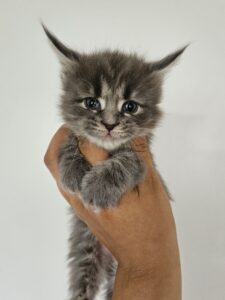 Gray fluffy kitten being gently held up by a person’s hands against a light background, looking at the camera with big blue eyes.
