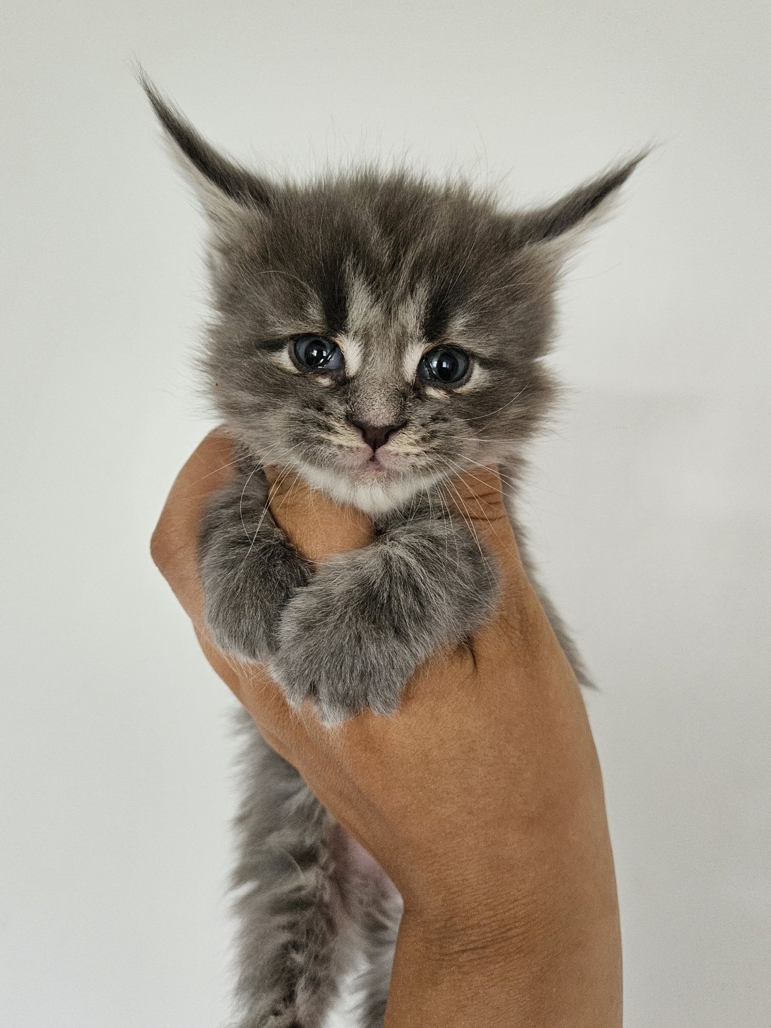 Gray fluffy kitten being gently held up by a person’s hands against a light background, looking at the camera with big blue eyes.