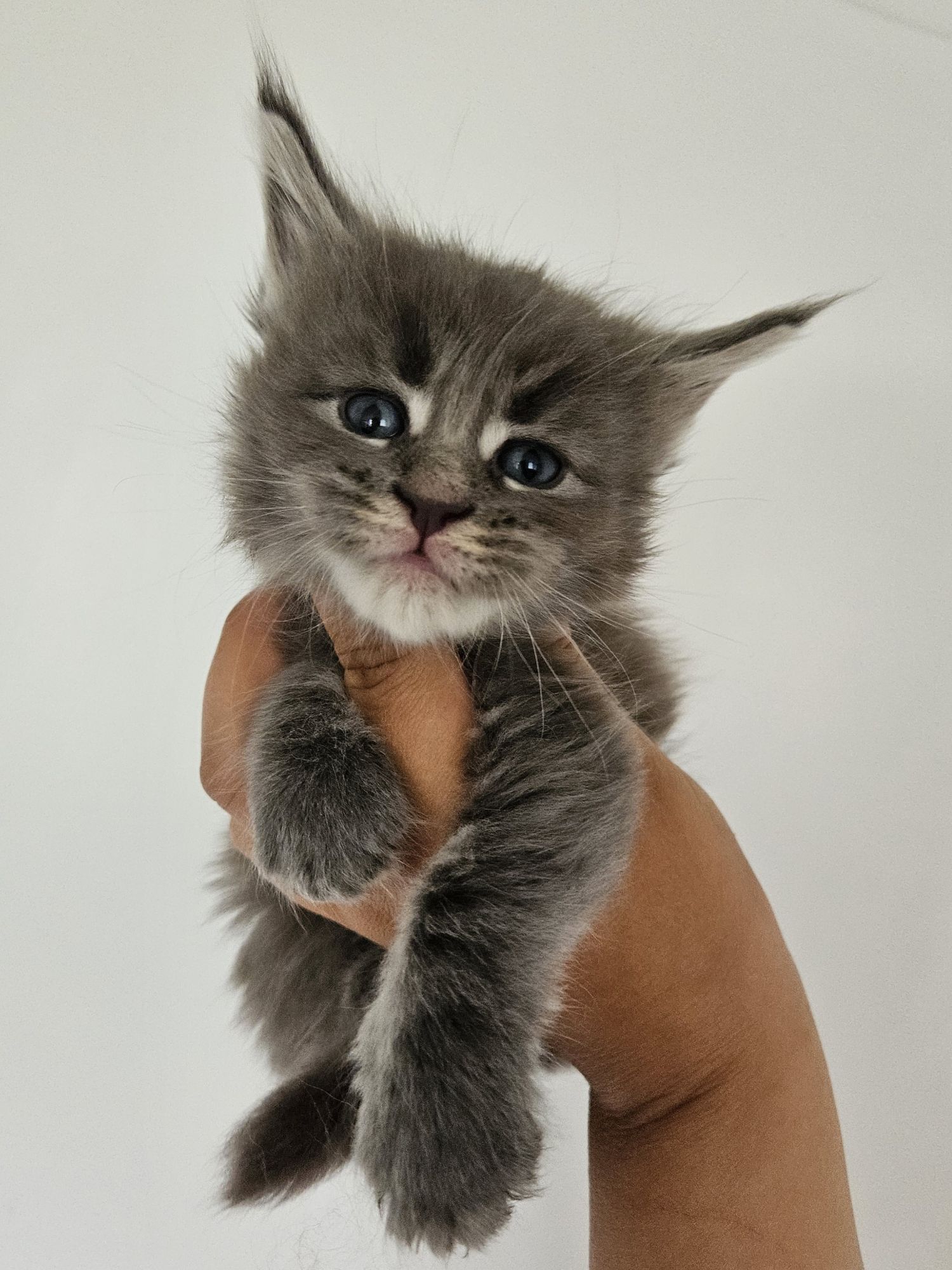 Gray kitten with blue eyes being gently held up by a hand against a light background.