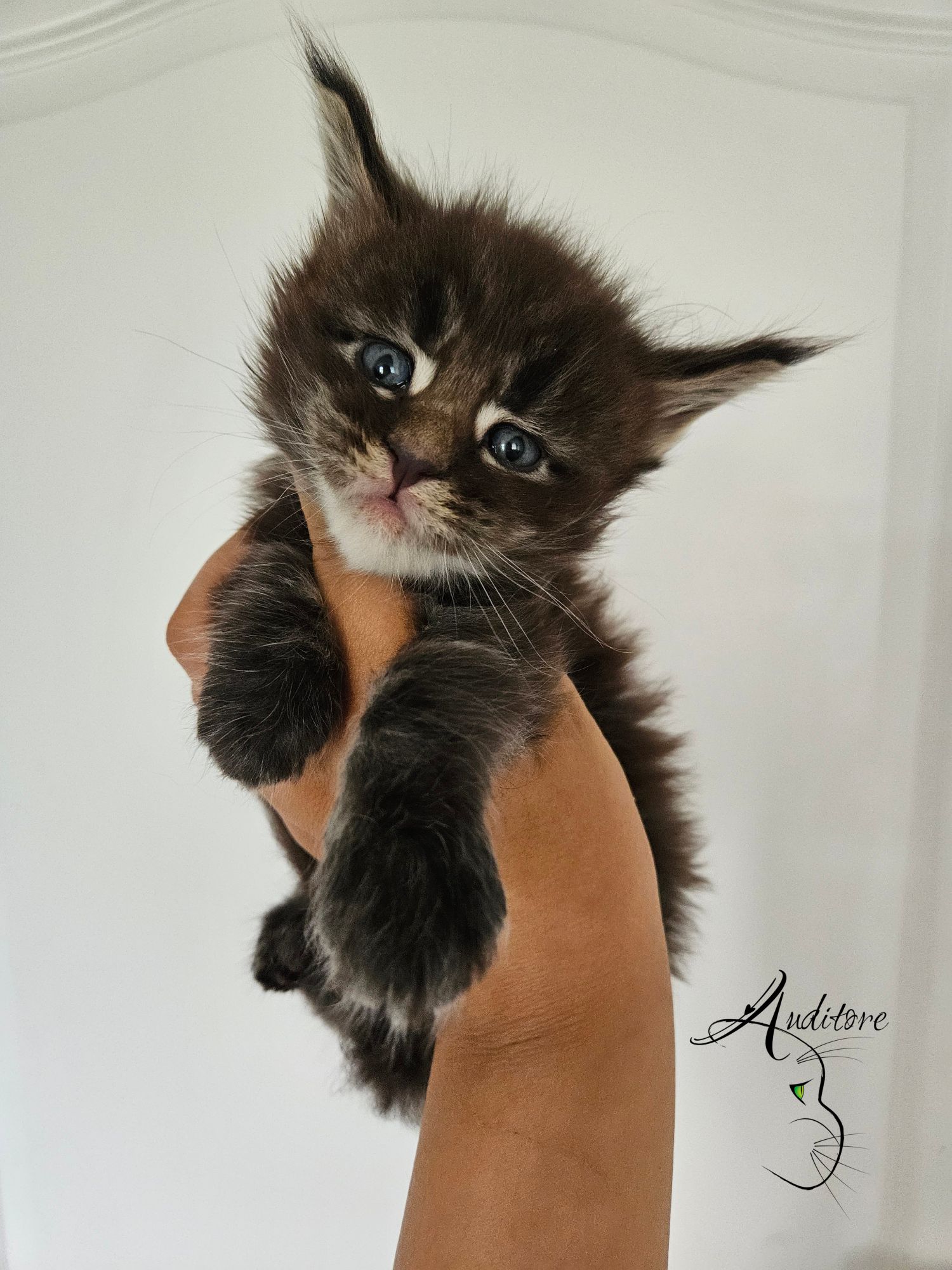 Fluffy brown and black kitten with blue eyes being held up by a hand against a white background.