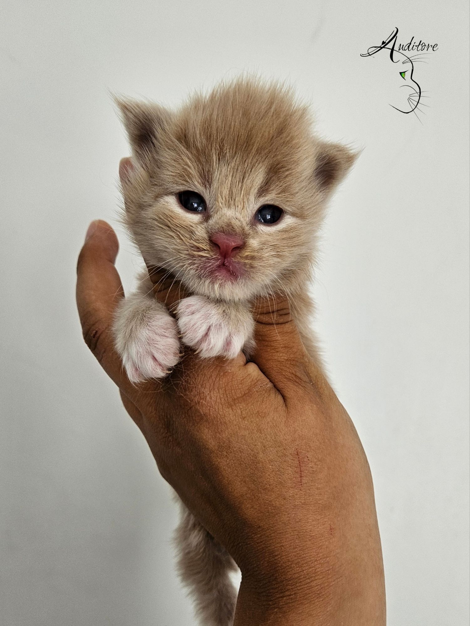Tiny orange kitten held gently by a person's hand against a plain light background, with a decorative logo in the top-right corner.