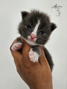 Tiny gray and white kitten held up by a hand, pink nose and blue eyes visible against a plain light background, Auditore logo in the top-right corner.