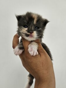 Tiny fluffy calico kitten held in a person's hands against a pale background.