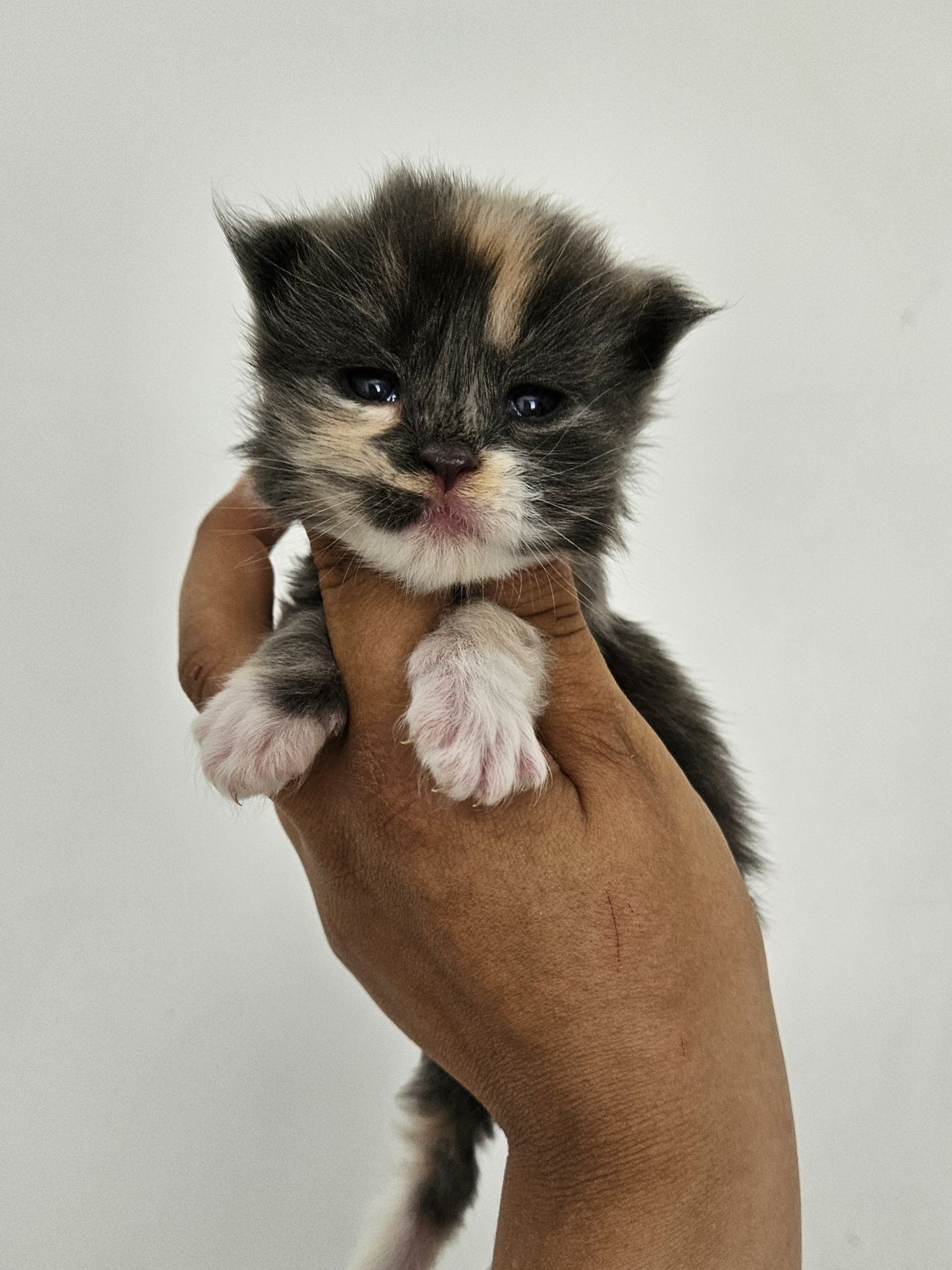 Tiny fluffy calico kitten held in a person's hands against a pale background.